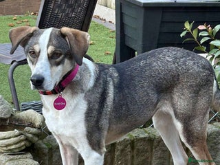 Mixed Breed dogs MABEL - FOR ADOPTION - Advert 3
