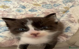 Ragdoll cats for sale: 2 kittens available 1 female, 1 male  - Image 12