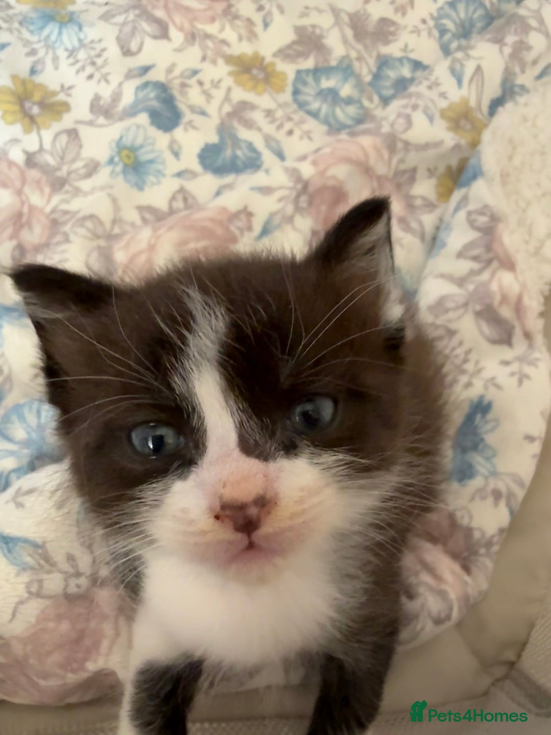 Ragdoll cats for sale: 2 kittens available 1 female, 1 male  - Image 12