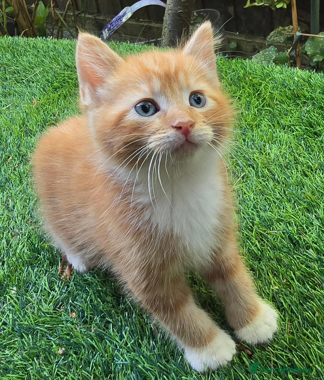 Mixed Breed cats for sale: Beautiful Mixed Breed Kittens - RESERVE  - Advert 1