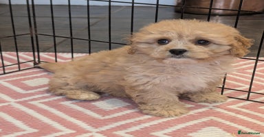 Cavachon dogs - Advert 10