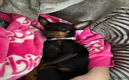 Miniature Pinscher dogs for sale: ✨ Exceptional Miniature Pinscher Puppies ✨ - Image 19