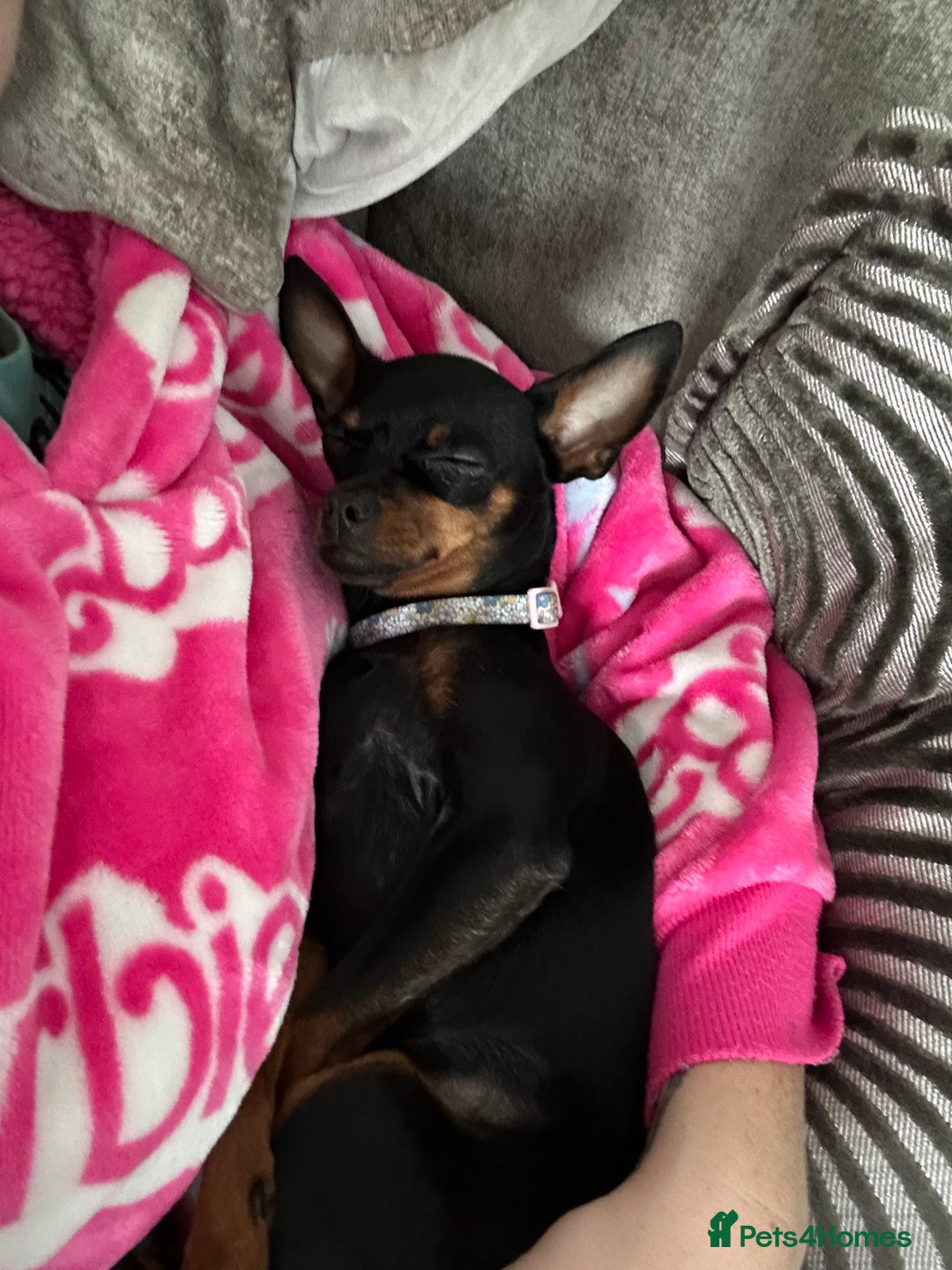 Miniature Pinscher dogs for sale: ✨ Exceptional Miniature Pinscher Puppies ✨ - Image 19