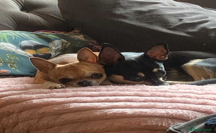 Chihuahua dogs 💛 Beautiful Chihuahua Pups – Ready 2nd Jan 26 💛 - Advert 3