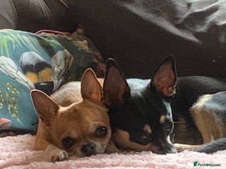 Chihuahua dogs 💛 Beautiful Chihuahua Pups – Ready 2nd Jan 26 💛 - Advert 1