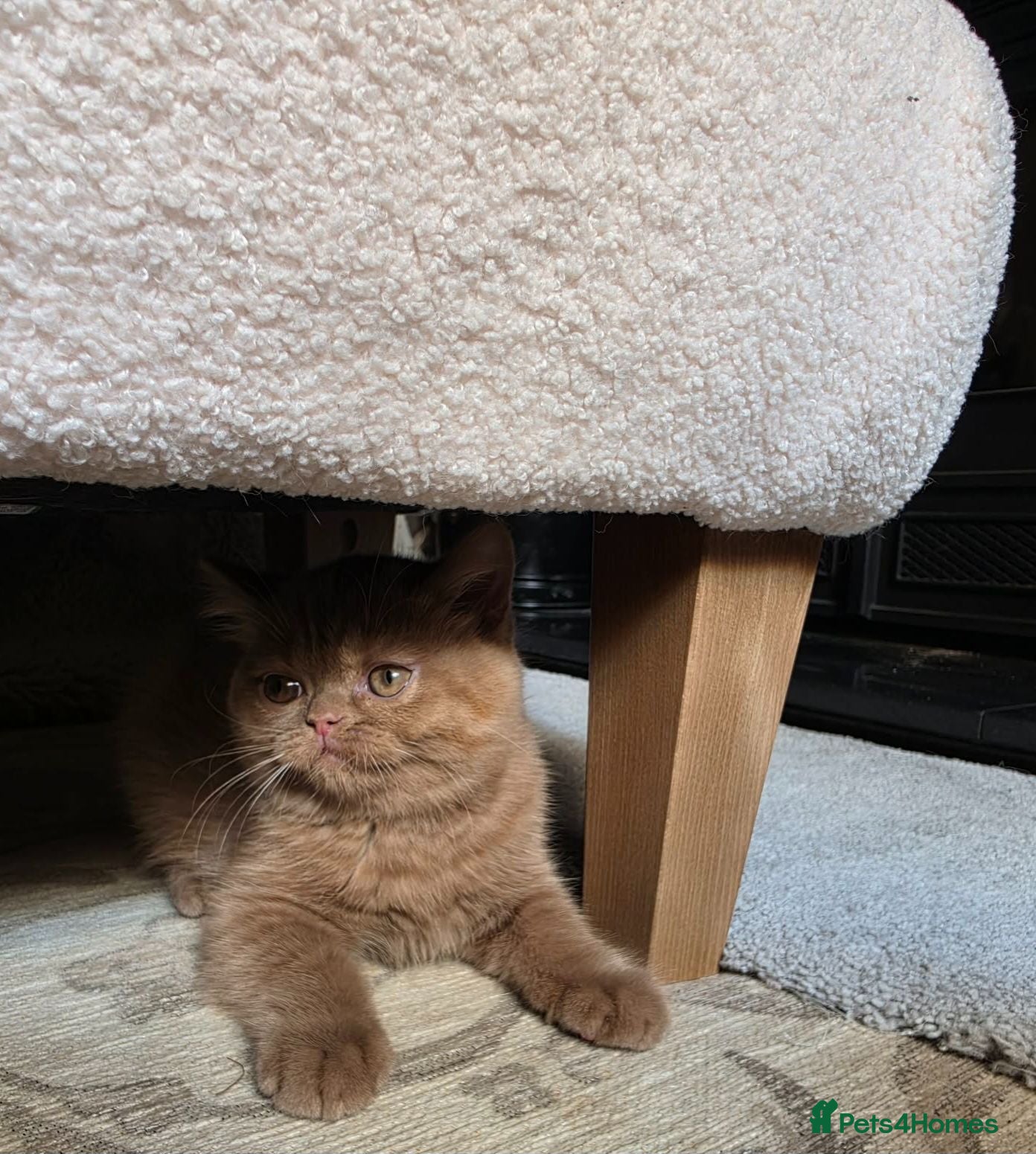 British Shorthair cats GCCF BSH champion parents cinnamon female - Advert 4