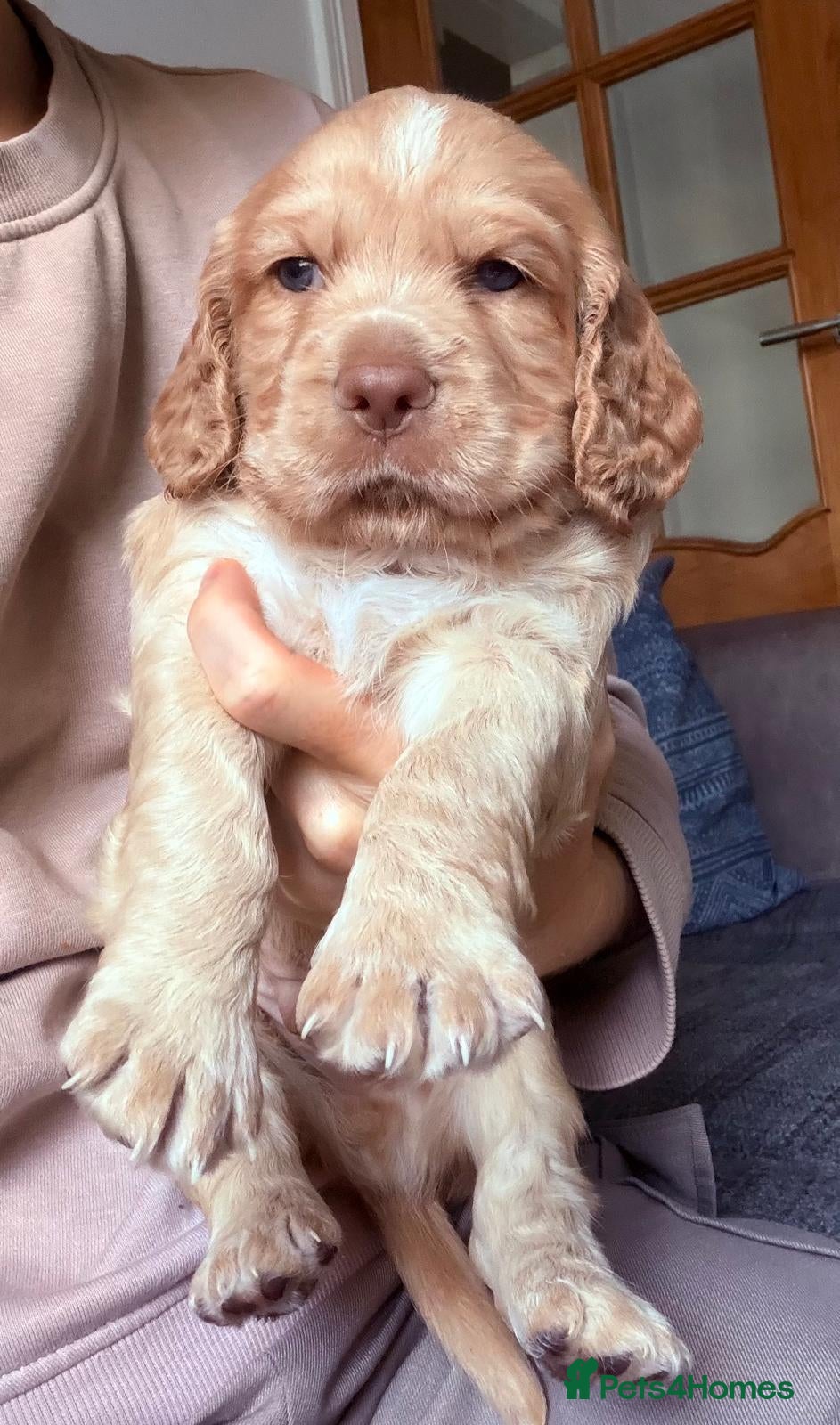 Cocker Spaniel dogs 2 KC Reg Cocker-Spaniels Puppies for Sale - Advert 2