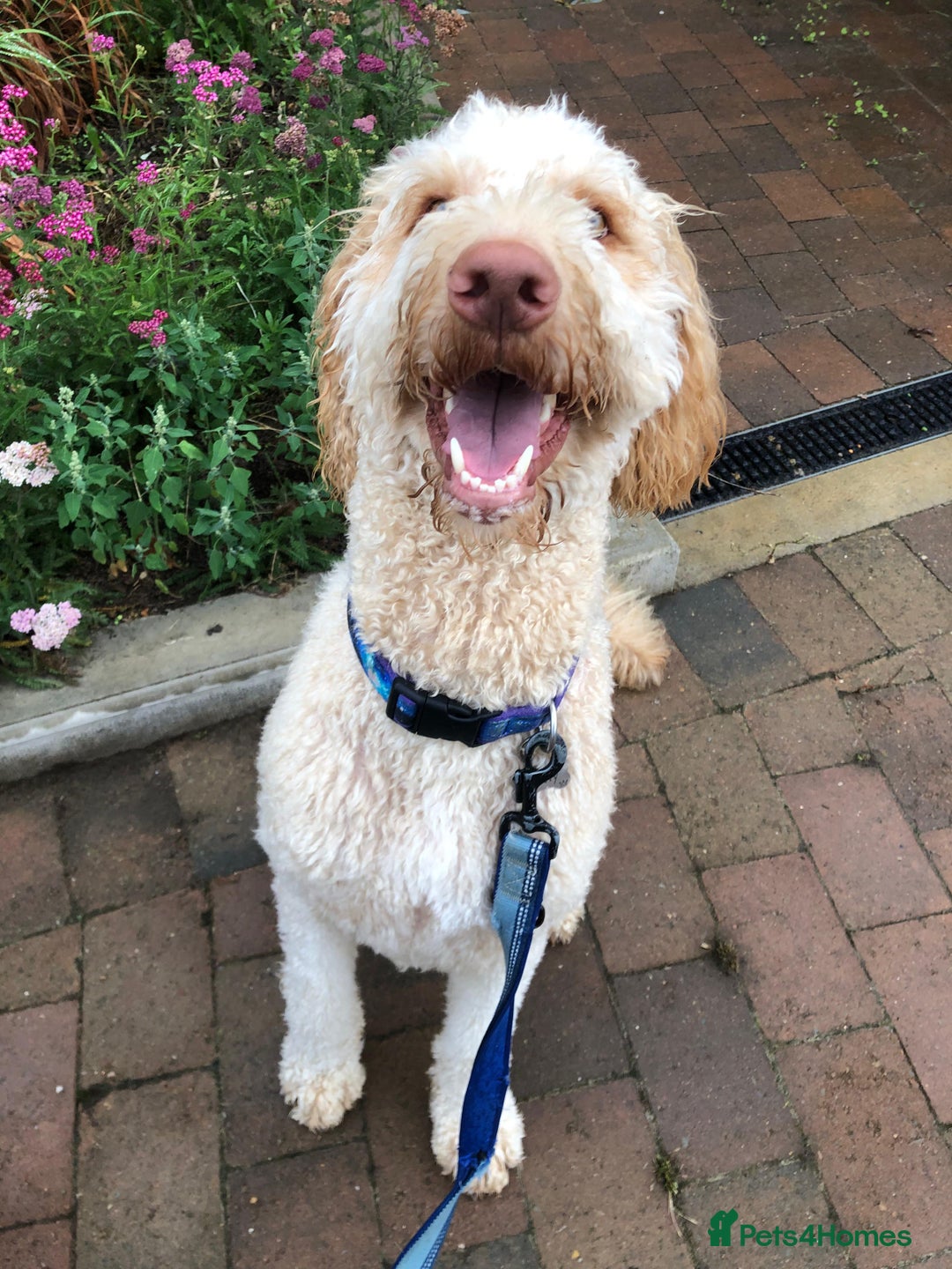 Labradoodle dogs for sale: Beautiful Labradoodle boy - Image 3