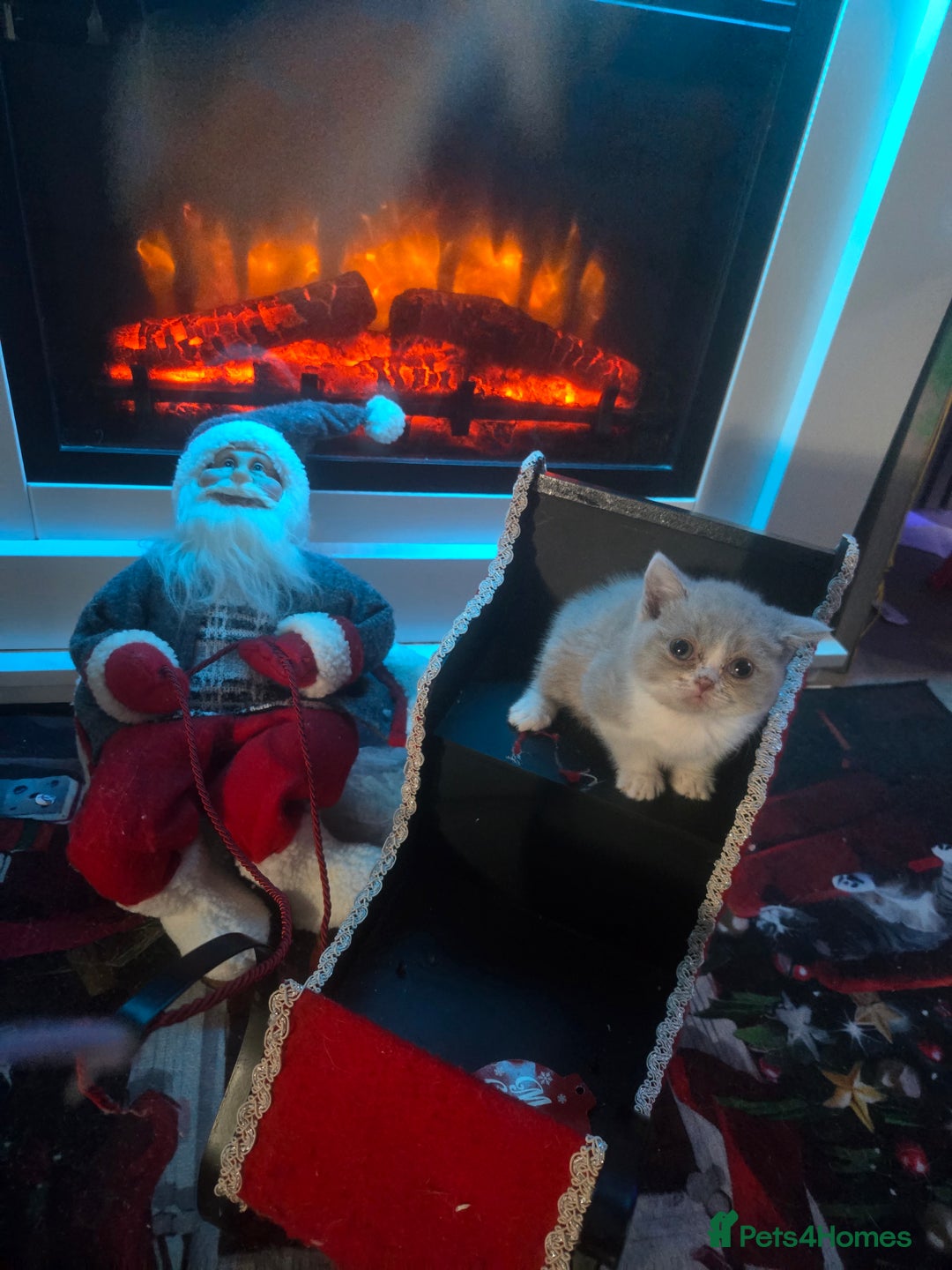 British Shorthair cats for sale: British shorthair kittens olny 1 girl ready now - Advert 8