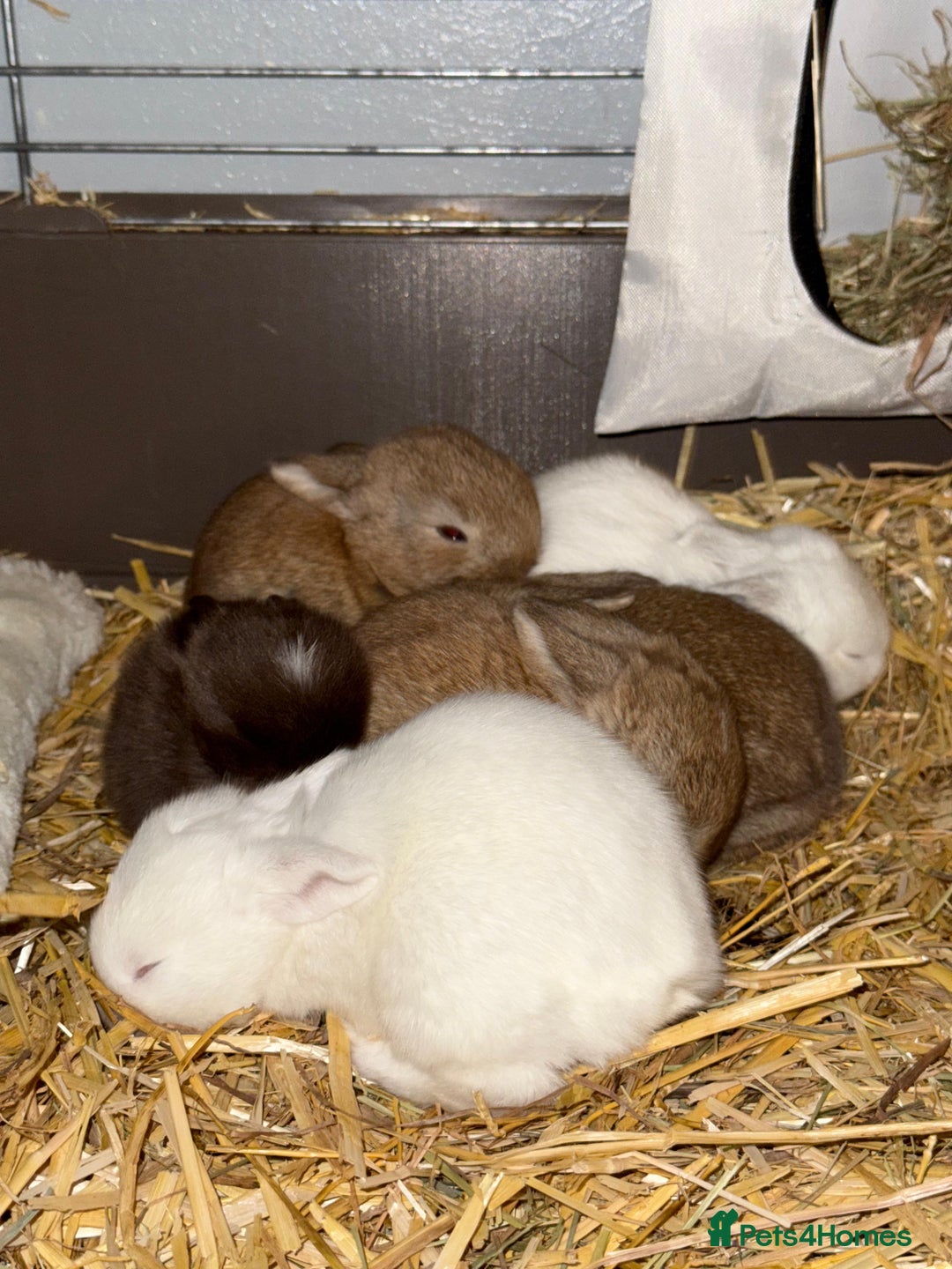 French Lop rabbits for sale: French Lop Bunnies - Advert 15