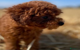 Toy Poodle dogs for sale: Toy Poodle Puppies–Asian Lines–Tiny Size - Image 18