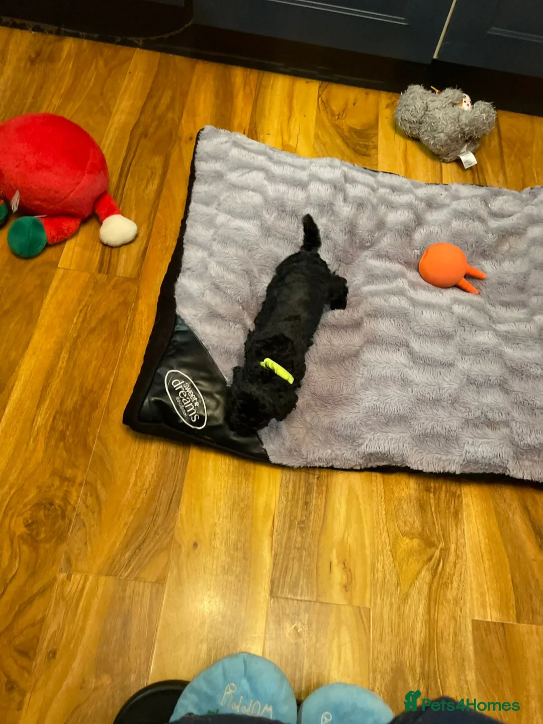 Cockapoo dogs for sale: Rare Black Tightly Curled Cockapoo Puppies - Advert 16