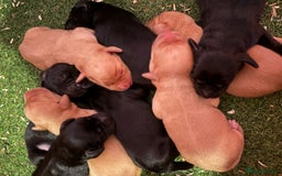 Cockerdor dogs for sale: 🐶Cockerdor Puppies 🐶 - Image 3