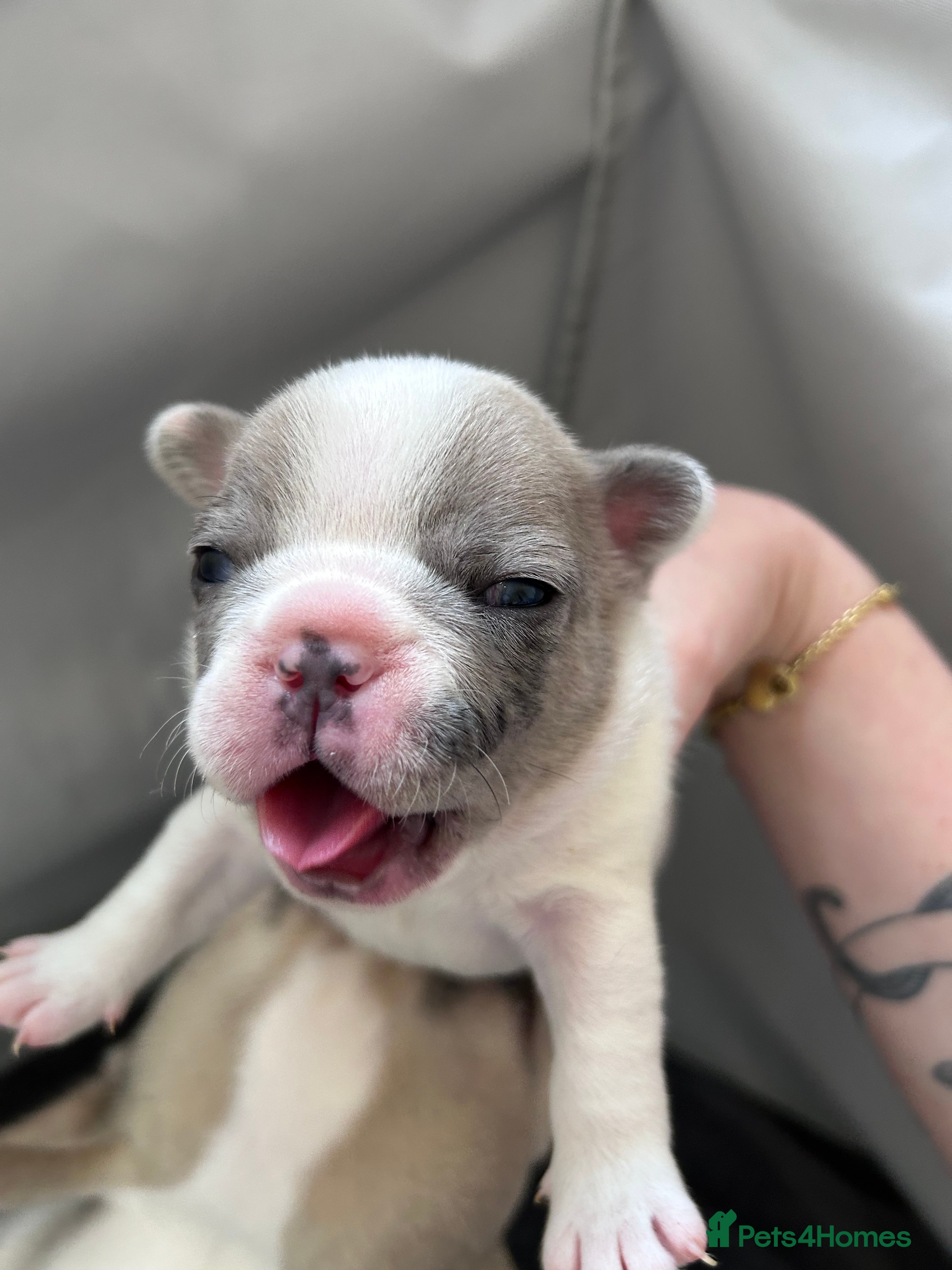 French Bulldog dogs 🐾 5⭐ DWKC Registered Puppies 🐾 - Advert 11