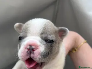 French Bulldog dogs 🐾 5⭐ DWKC Registered Puppies 🐾 - Advert 11