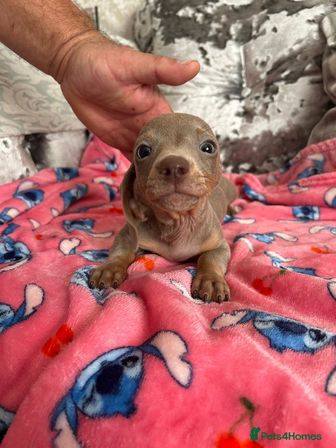 Miniature Dachshund dogs for sale: Miniature dachshund puppies - Image 9