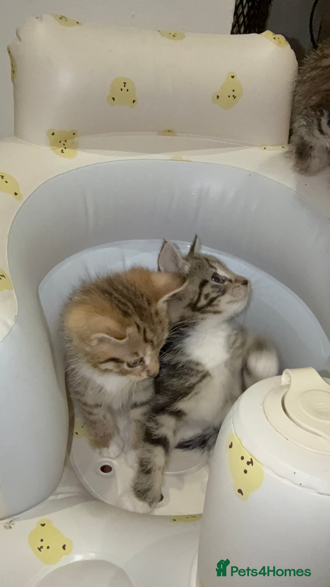 Mixed Breed cats for sale: British Blue Tabby X DSH Kittens For Sale - Image 18