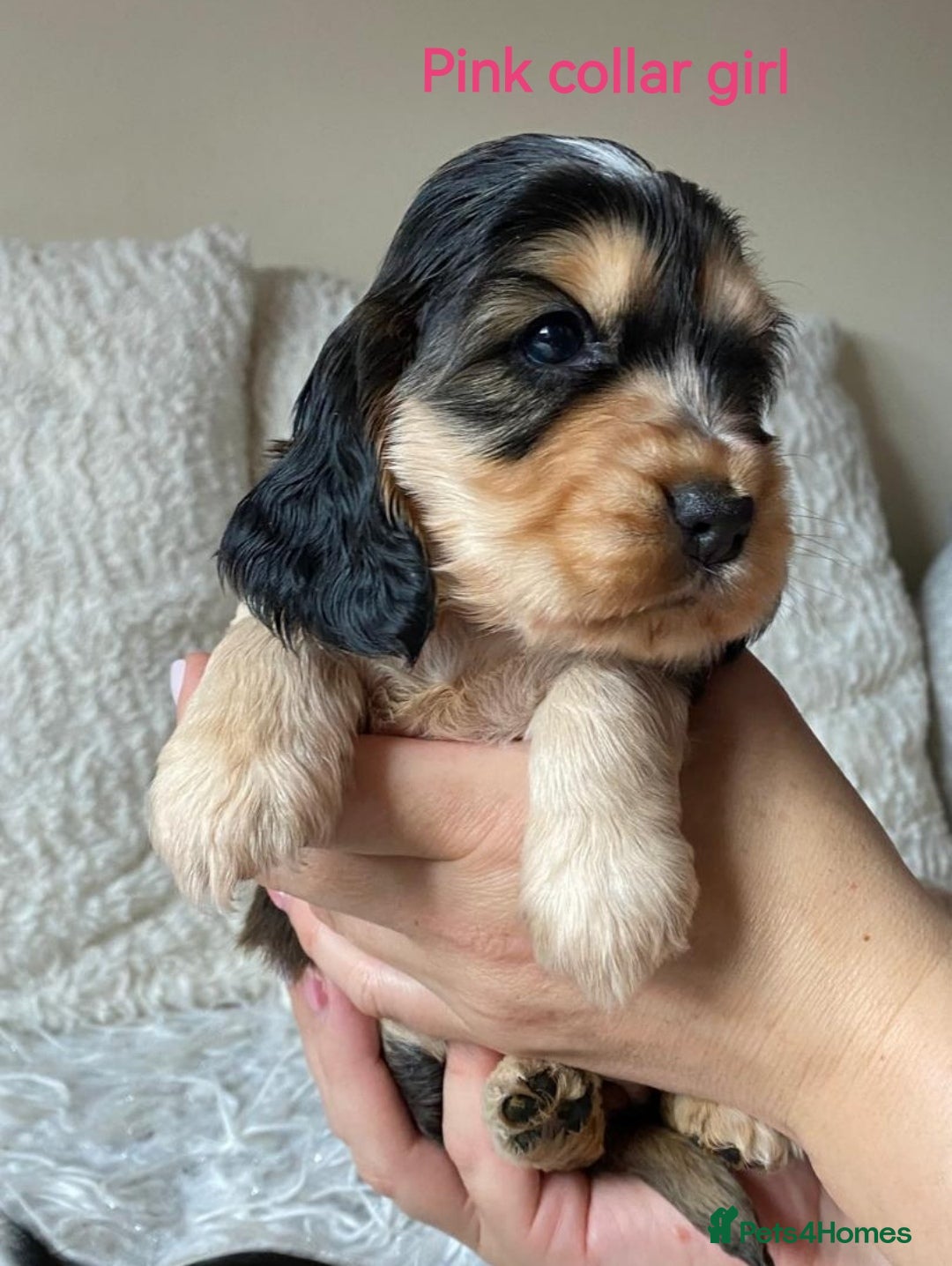 Cocker Spaniel dogs ☀️ DNA tested show type cocker spaniels puppies ☀️ - Advert 2