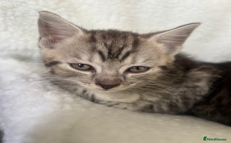 Scottish Fold cats - Advert 8