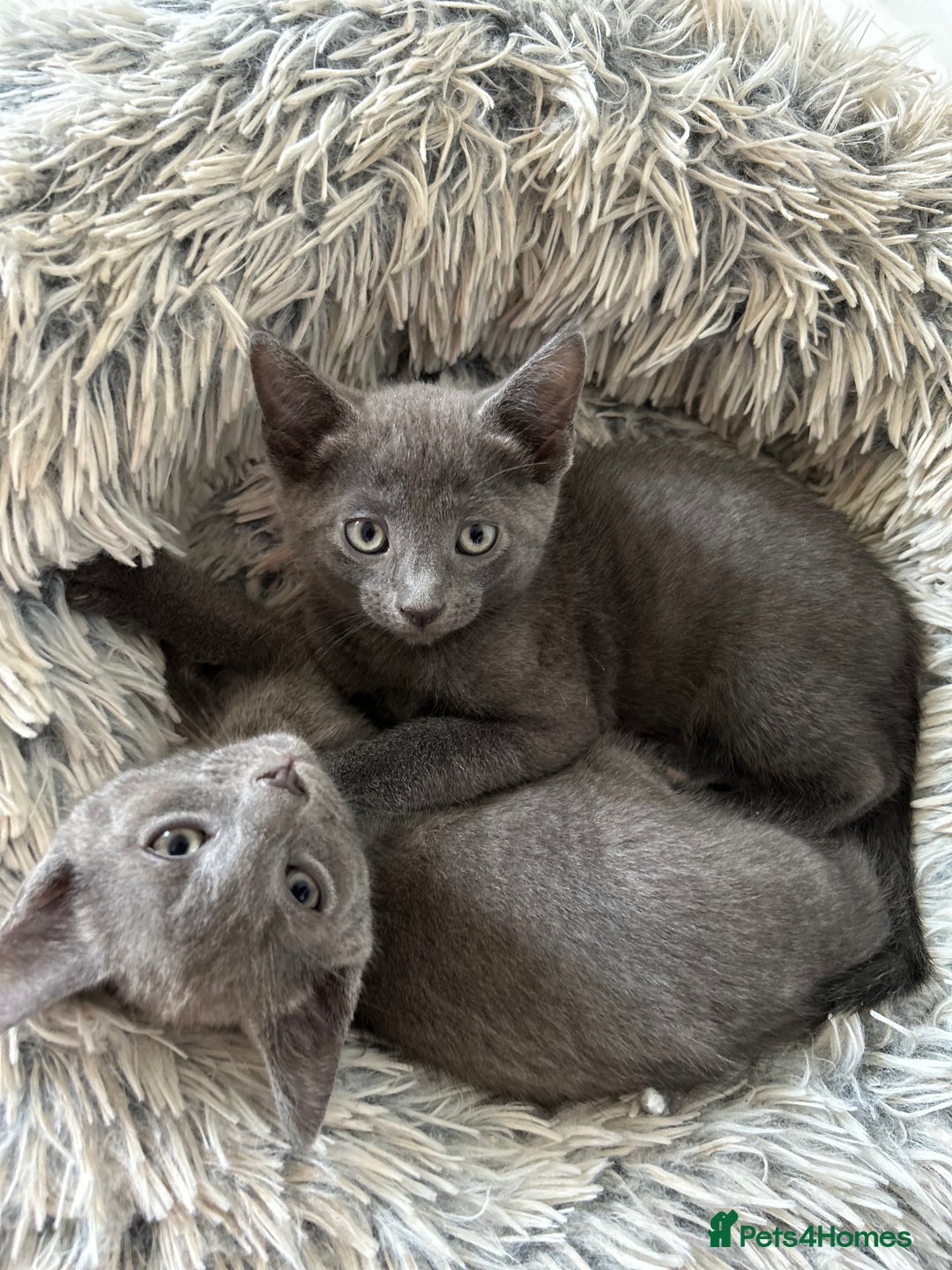 Hypoallergenic Cats Russian Blue Kittens For Adoption Near Me