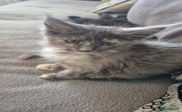 Maine Coon cats - Advert 11
