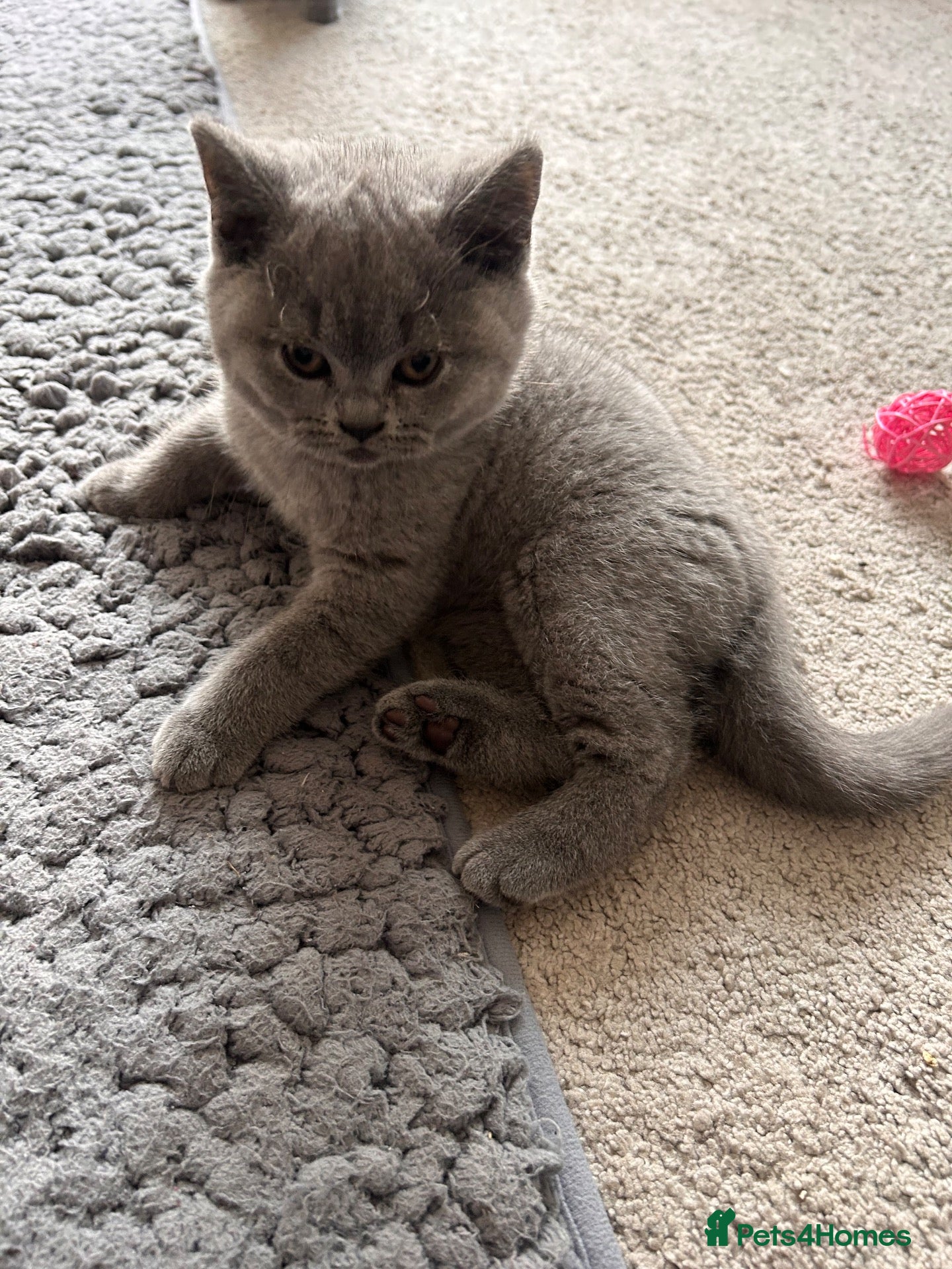 British Shorthair cats Summer’s Over, But Our Flowers Are Blooming 🌸 - Advert 2