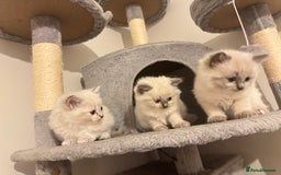 Ragdoll cats for sale: RagDoll kittens  - Image 8