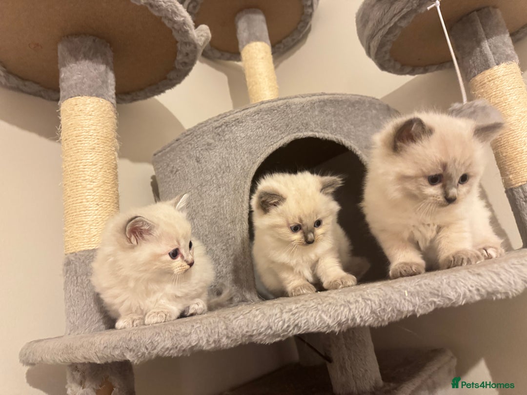 Ragdoll cats for sale: RagDoll kittens  - Image 8