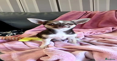 Chihuahua dogs in Basildon - Advert 3