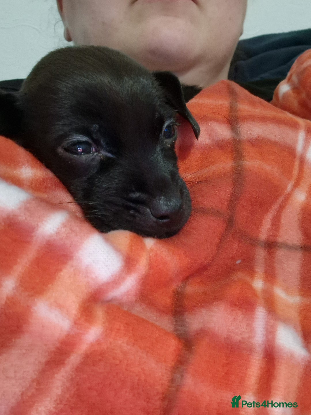 Patterdale Terrier dogs for sale: 1 year old Male Patterdale - Image 9