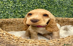 Cocker Spaniel dogs for sale: 🧡READY TO LEAVE Cocker Spaniel Puppies For Sale - Image 13