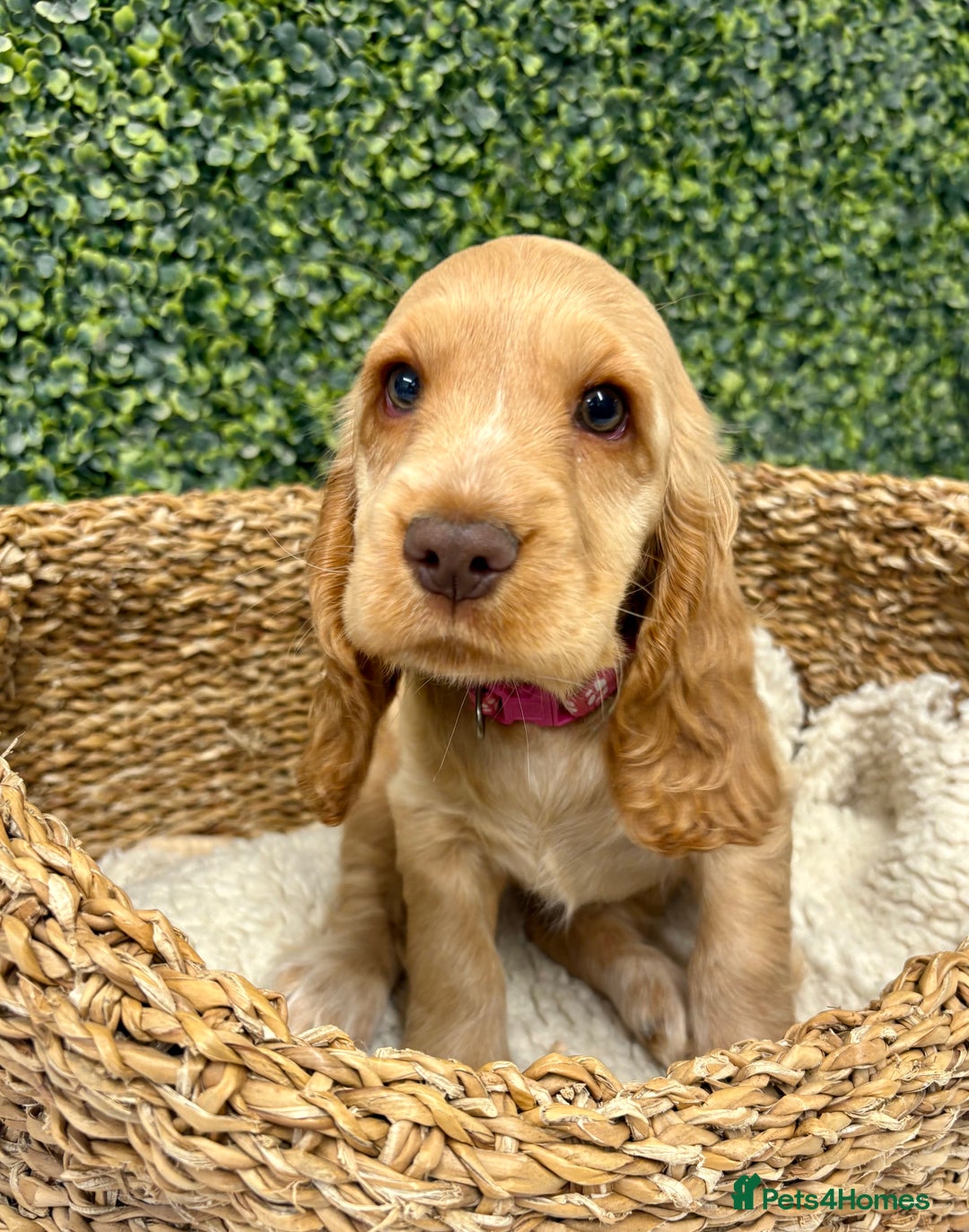 Cocker Spaniel dogs for sale: 🧡READY TO LEAVE Cocker Spaniel Puppies For Sale - Image 13