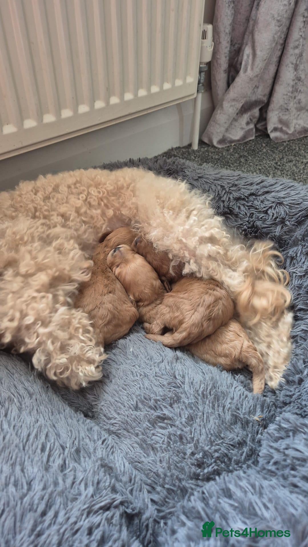 Cavapoo dogs Beautiful female F1 Cavapoo - Advert 1