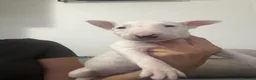 English Bull Terrier dogs for sale: English bull terrier puppies  - Advert 13