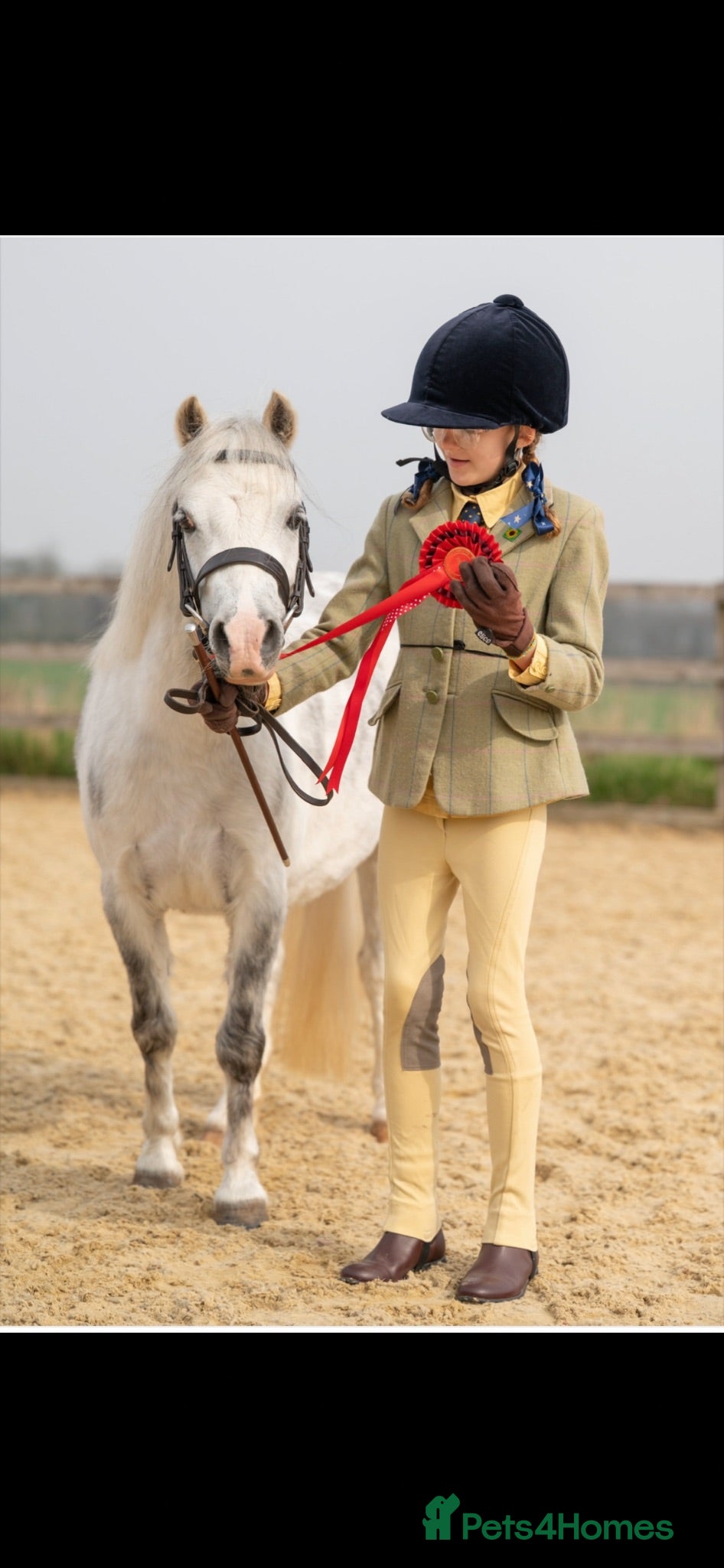 Welsh Section A horses Fortrose clementine  - Advert 1