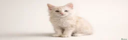 Maine Coon cats for sale: 🌟 Rare Light Cream Maine Coon Boy – Ready Now🔥  - Advert 4