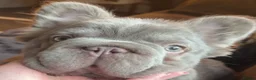 French Bulldog dogs for sale: Fluffy Blue French Bulldog KC Registered - Advert 2