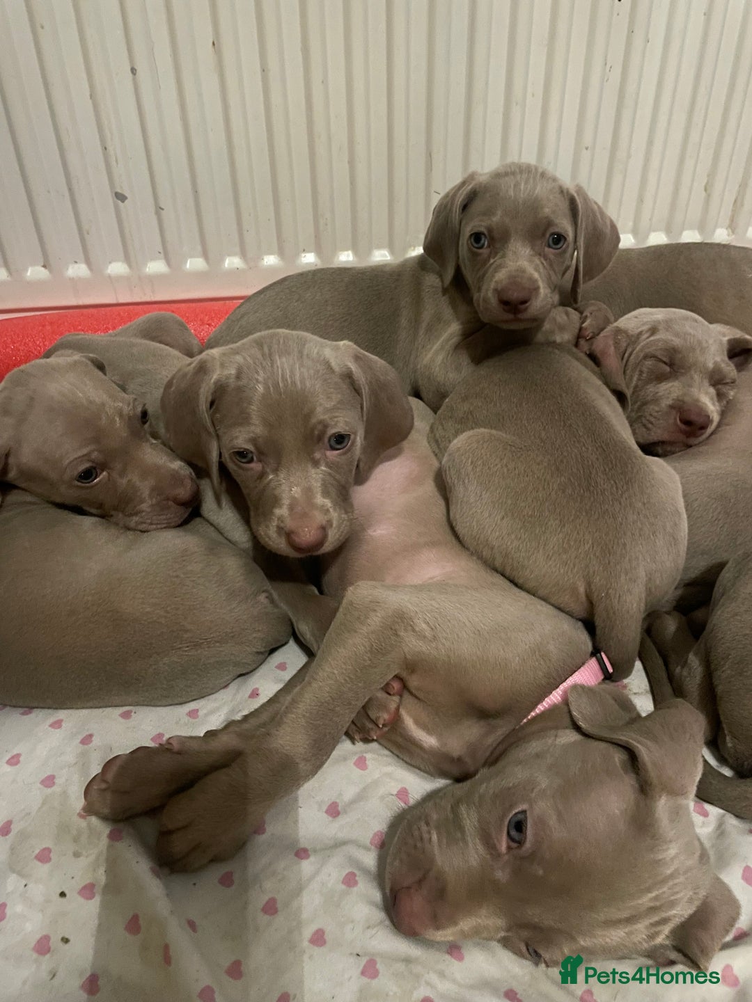 Weimaraner dogs for sale: KC registered Silver puppies - Advert 4