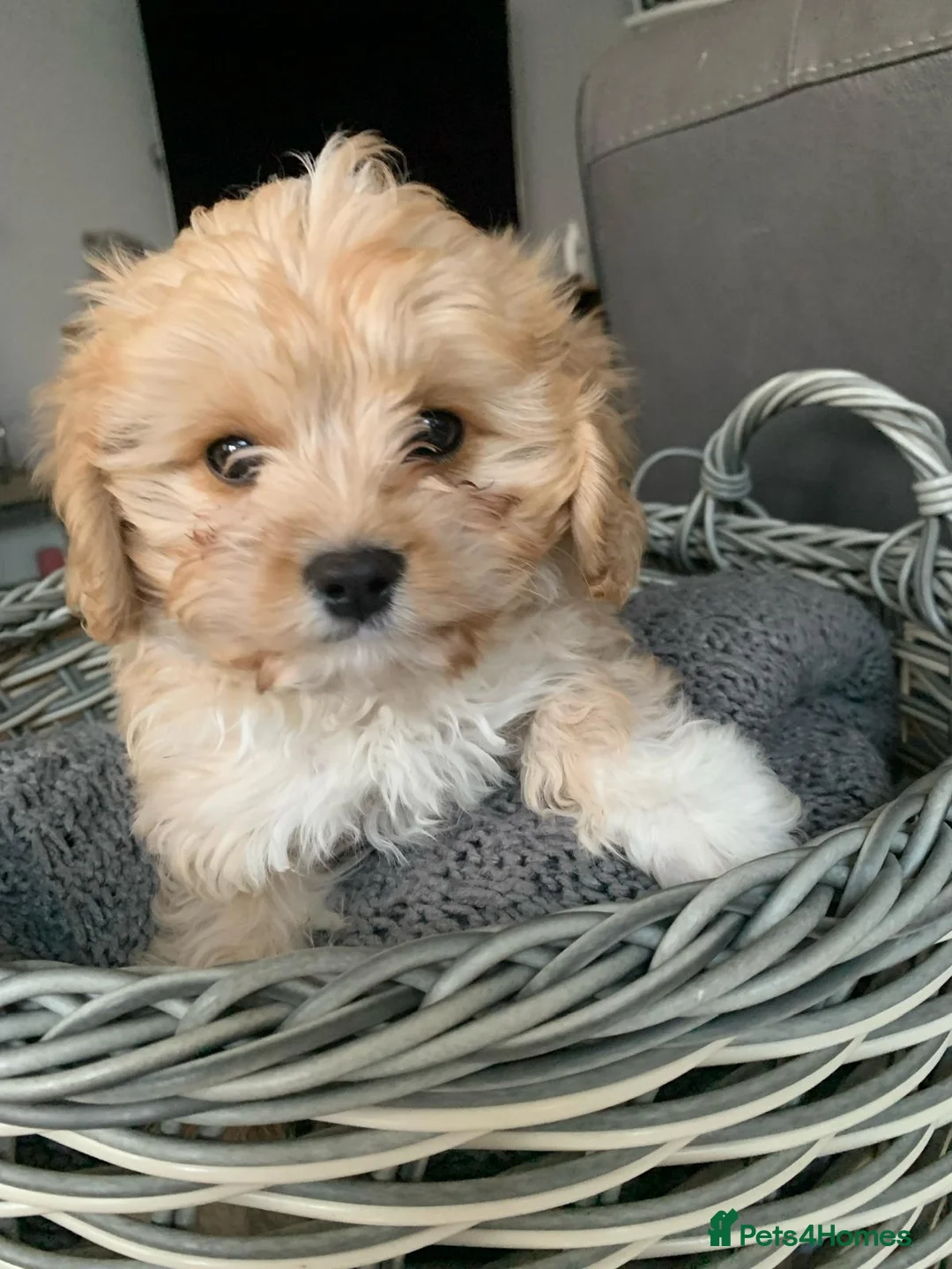 Cavapoo dogs for sale: F1B Cavapoo Puppies for Sale - Advert 12
