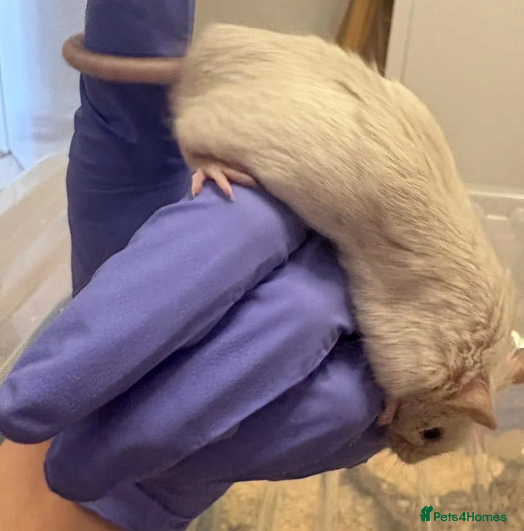 Mouse rodents for sale: Male mouse for rehoming - Free in Walton-on-Thames - Advert 2