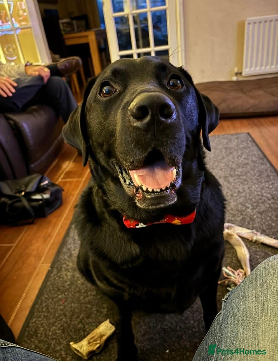 Labrador Retriever dogs Ludo needs a loving home  - Advert 18