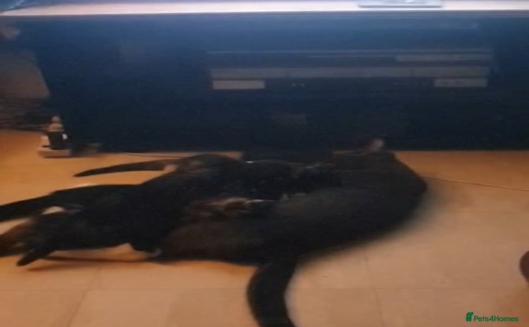 Mixed Breed cats - Advert 10