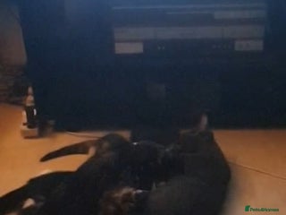 Mixed Breed cats - Advert 12