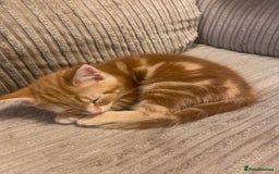 Mixed Breed cats for sale: Ginger male kittens  - Image 4