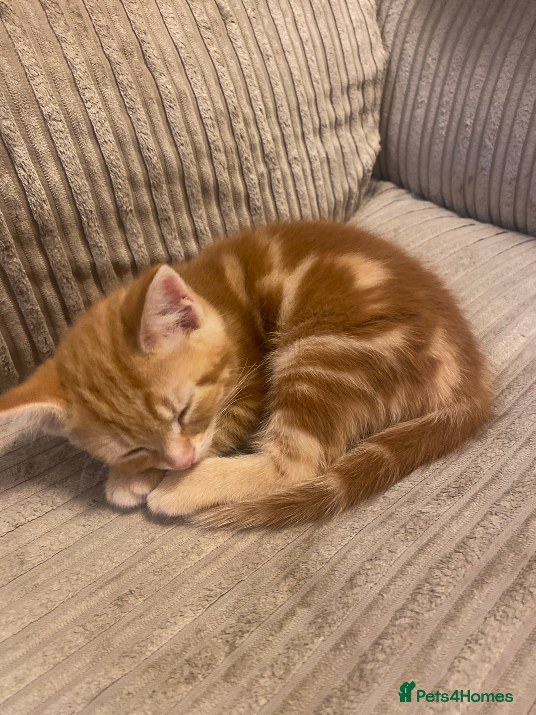Mixed Breed cats for sale: Ginger male kittens  - Image 4