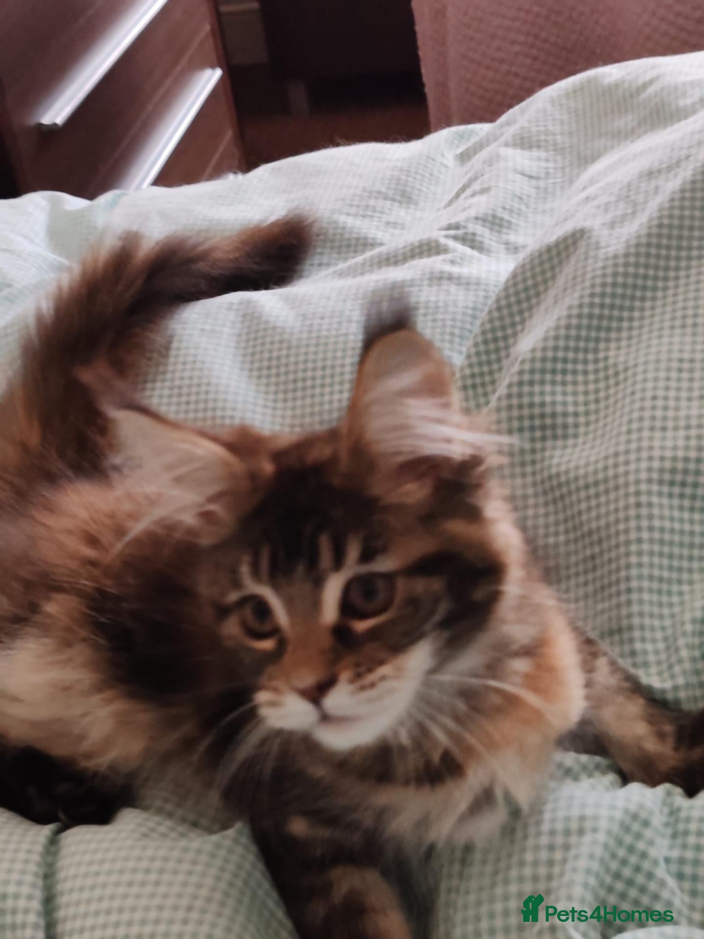 Maine Coon cats Last  girl available  - Advert 2