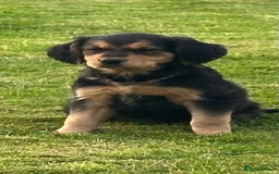 Mixed Breed dogs for sale: 3 beautiful pups ready for their forever homes  - Image 5
