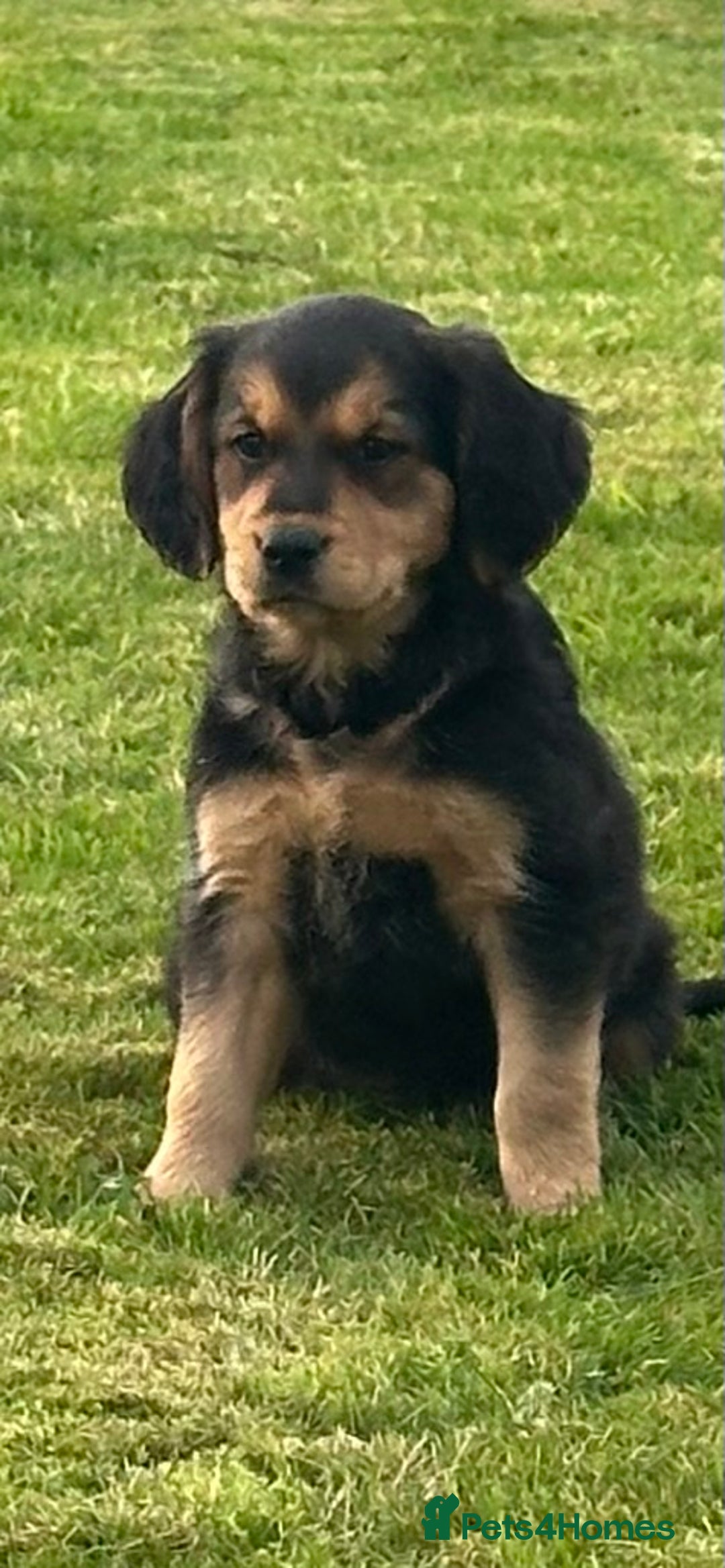 Mixed Breed dogs for sale: 3 beautiful pups ready for their forever homes  - Image 5