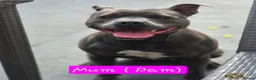 Staffordshire Bull Terrier dogs for sale: LAST BOY SIRED BY ROYAL REGIMENT KC REGISTERED - Advert 14