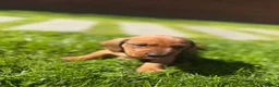 Miniature Dachshund dogs for sale: KC registered Miniature dachshunds red&shaded red - Advert 29
